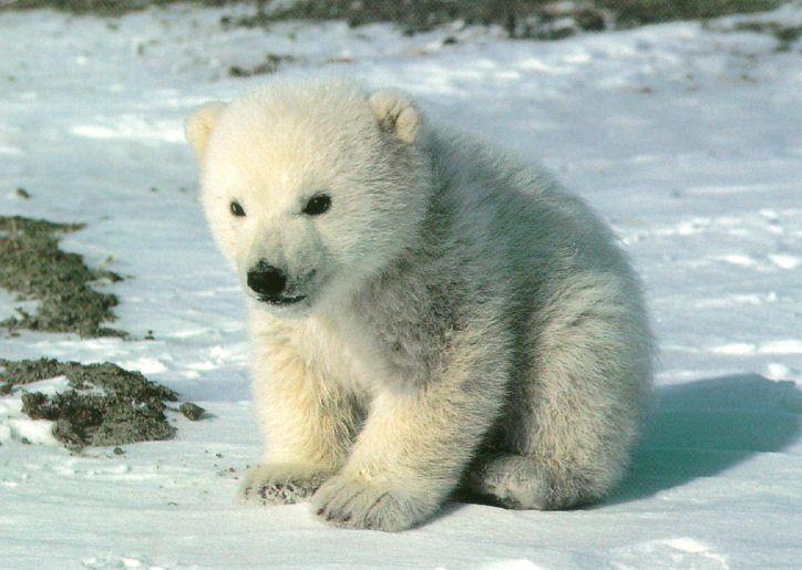 polar-bear-pup.jpg