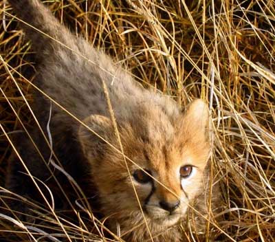 cheetah-cub.jpg