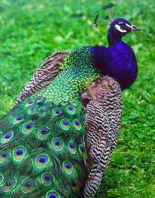 blue+peacock+picture+feathers+peacock+facts+peacock+image+facts+about+peacocks.jpg