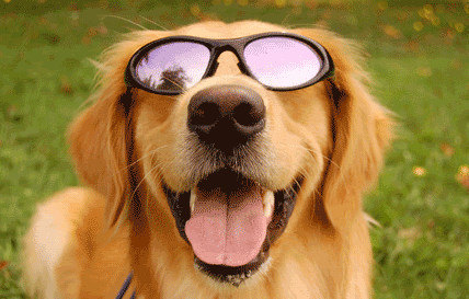 DogSunglasses.gif