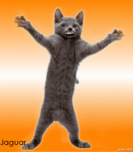 Teh_Annoying_kitten_o3o_by_JaguarsSoul.gif