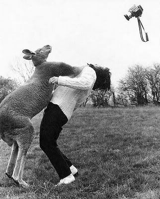 Kangaroo_-_no_pictures-1.jpg