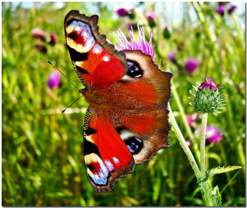 beautiful-butterfly-garden--large-msg-118811695899.jpg