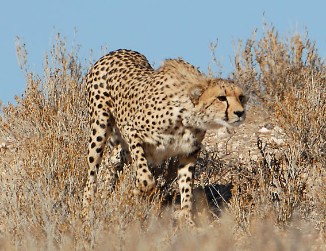 Cheetah-Stalking_DSC4996.jpg.opt326x251o0,0s326x251.jpg