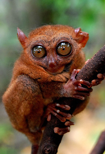 tarsier_1.jpg