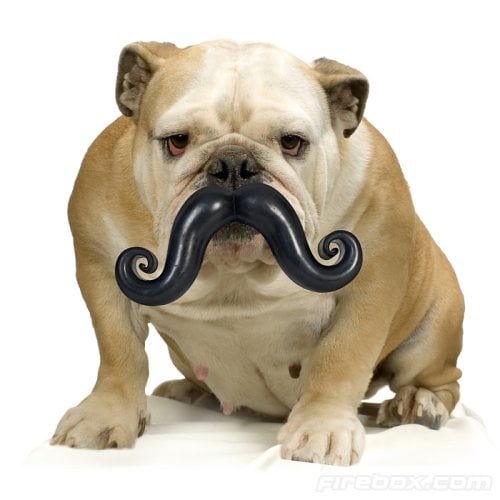 humunga-stache-for-dog.jpg